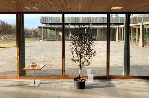 Wish Tree by Yoko Ono. Photo: Erik Hirt.