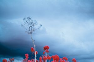 Hólmlendan eftir Richard Mosse